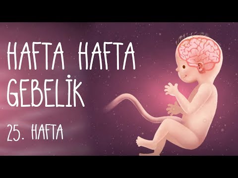 Hafta Hafta Gebelik 25. hafta