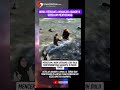 Induk Beruang Amankan Anaknya Sebelum Menyerang #shortvideo #animals #wildlife #wildanimals #fypシ