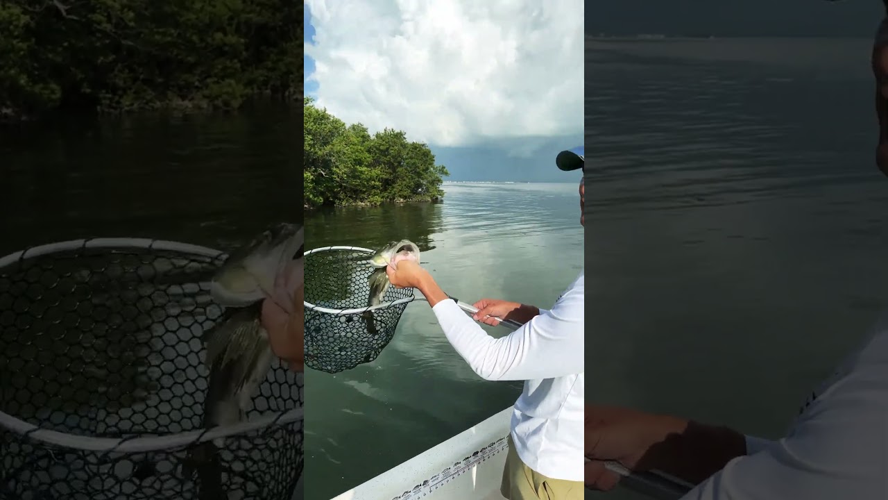 Snook Attack in Sarasota
