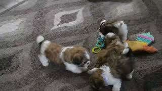 Shih Tzu Puppies For Sale