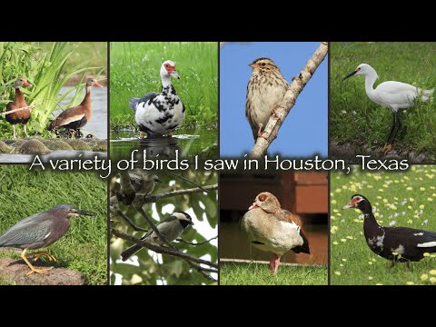 A Variety of Birds I saw in Houston, Texas 🐦🦆🦅🐥 - YouTube