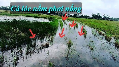 Câu cá lóc đồng mùa lũ (P1) - Trúng ổ cá lóc non.Thợ săn cá lóc.