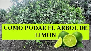 CÓMO PODAR El ARBOL DE LIMON FACIL (limón Mayer) #podacitrico #podas #calentamientoglobal #poda