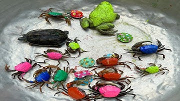 Kem Ốc và cua Chanel lái xe công nông đuổi theo cua xanh, con ếch, con thỏ, chuột, máy xúc, rùa màu.