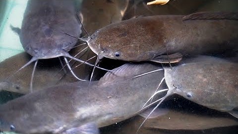 bài mồi câu cá trê mới nhất ,CỰC TANH ,CỰC HIỆU QUẢ