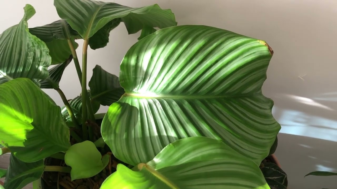 🌼 Gören Herkesi Etkileyen Ornifolya! Bu Özellik Gerçekten Büyüleyici”