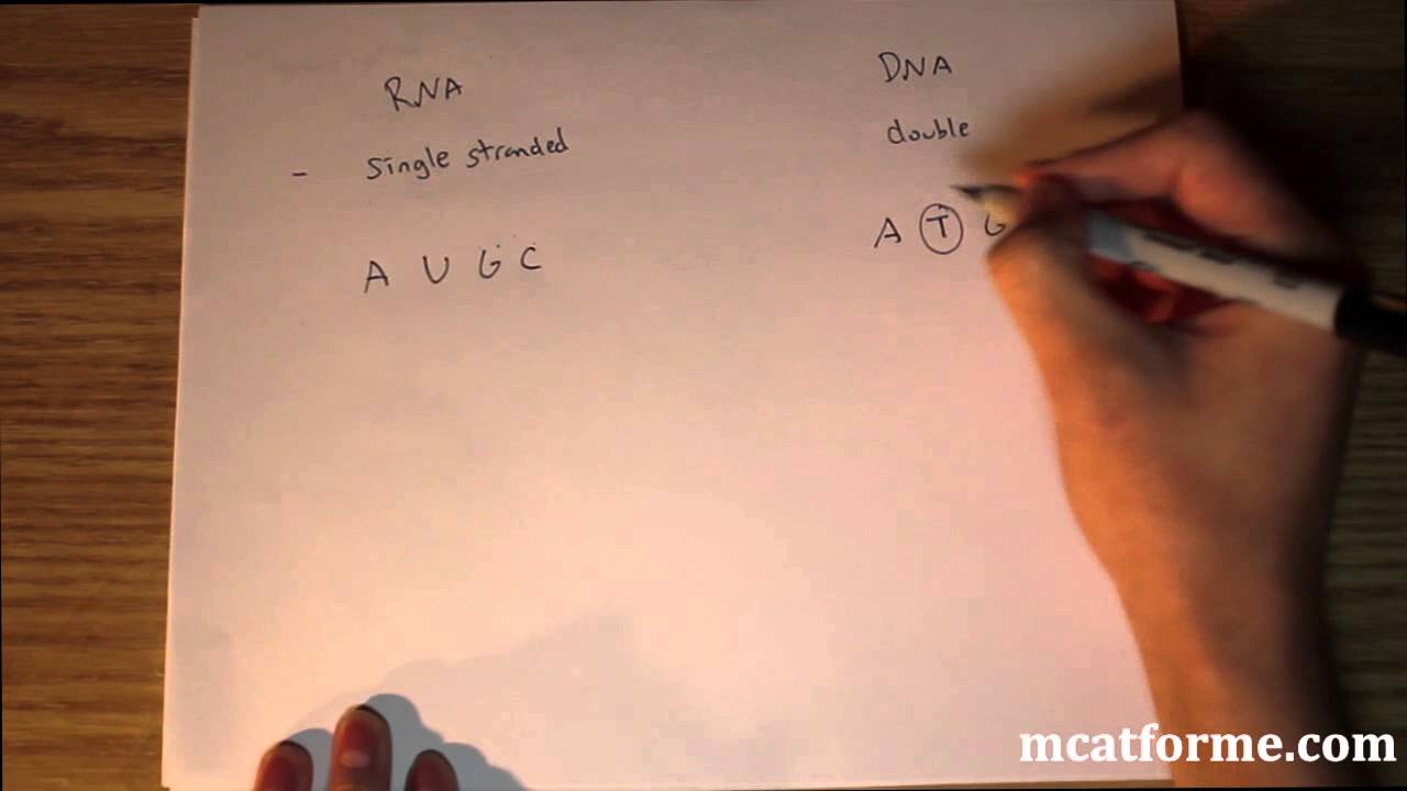 MCAT Biology Lecture: Central Dogma and Protein Synthesis