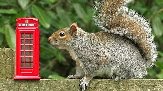 Videos for Cats to Watch - Squirrels and Birds at The Forest Phone Box Videos for Cats to Watch - Squirrels and Birds at The Forest Phone Box