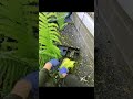 Two rats One trap