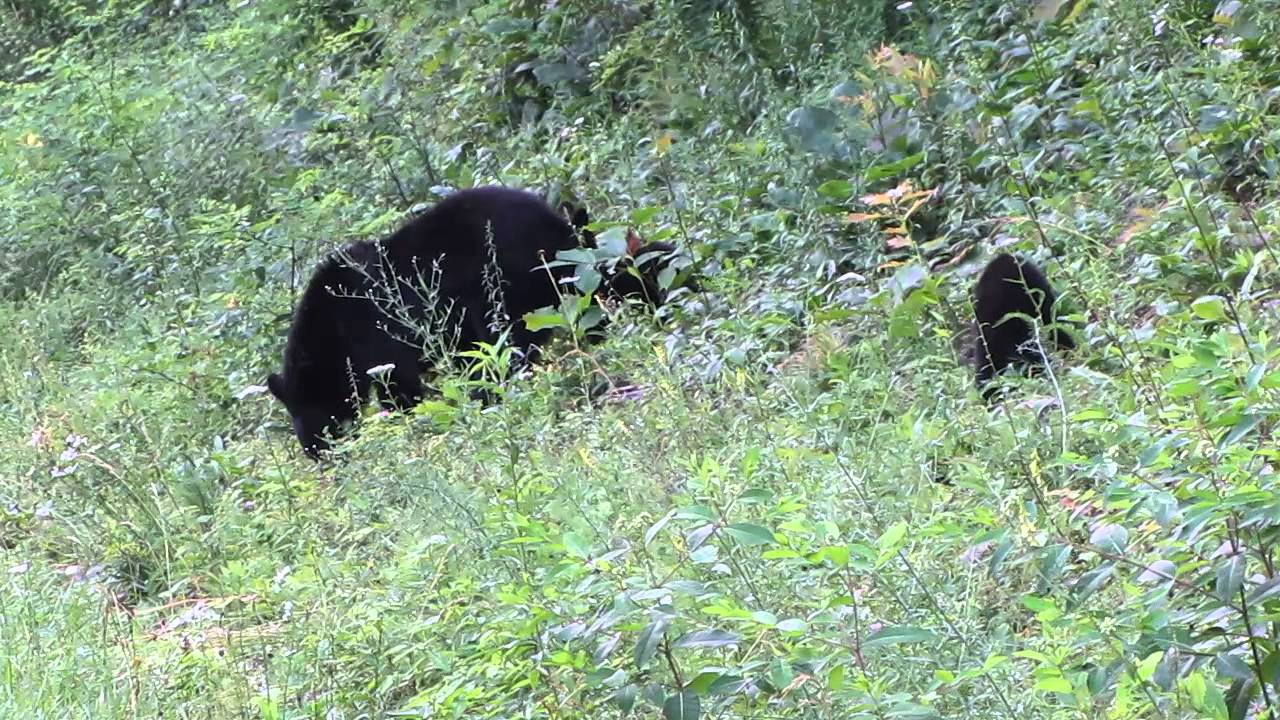 Mama Bear and Three Cubs - YouTube