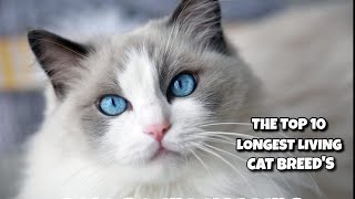 TOP 10 Longest Living Cat Breeds