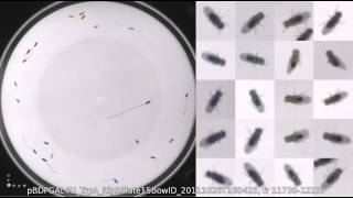 pBDPGAL4U_TrpA_Rig1Plate15BowlD_20111026T160425