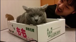 不審なダースベイダーの正体が飼い主であると知った時の猫の反応