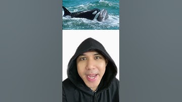 Kẻ Thù Của Cá Voi Sát Thủ | Điều Thú Vị Có Thể Bạn Chưa Biết | Davo