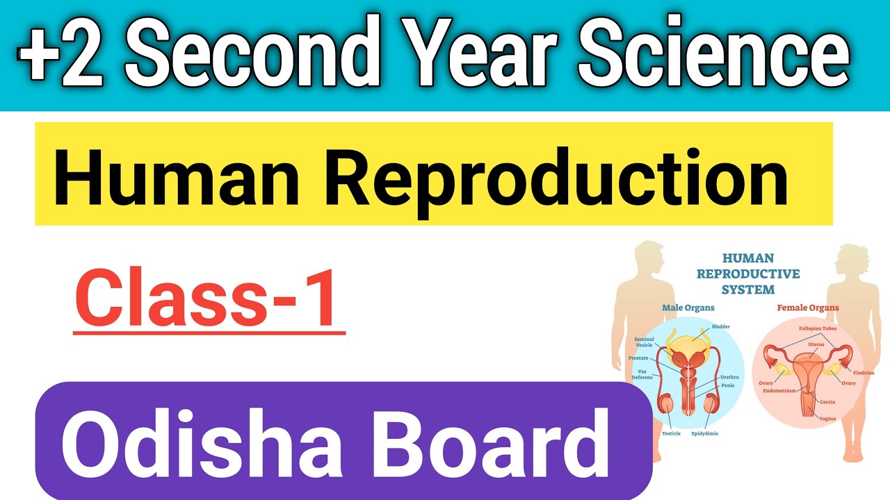 Class 12th  Human Reproduction||+2 2nd Year Zoology Chapter 1