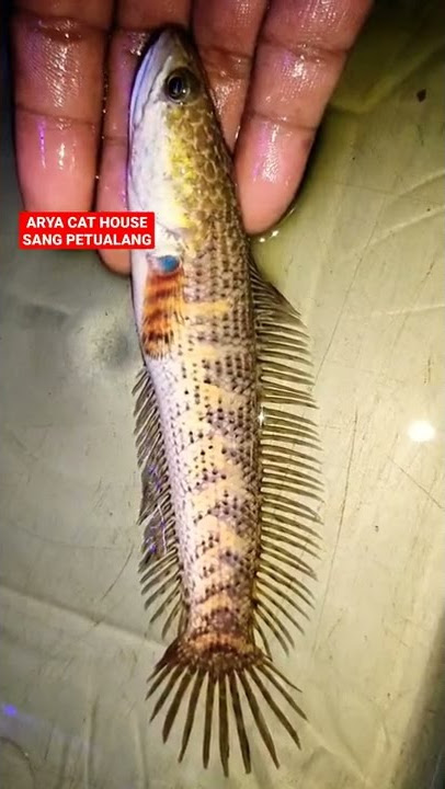 PROGRESS CHANNA AURANTI KE-3 Size 14-15CM || KESABARAN TIDAK AKAN Mengkhianati HASIL #viral #auranti