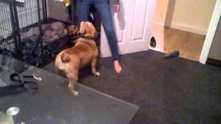 English BullDog VS Jack Russell part 4 Real dog fight , Bulldog against Jack Russell 20150522