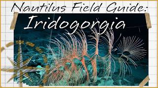 Nautilus Field Guide: Iridogorgia Firework Corals | Nautilus Live