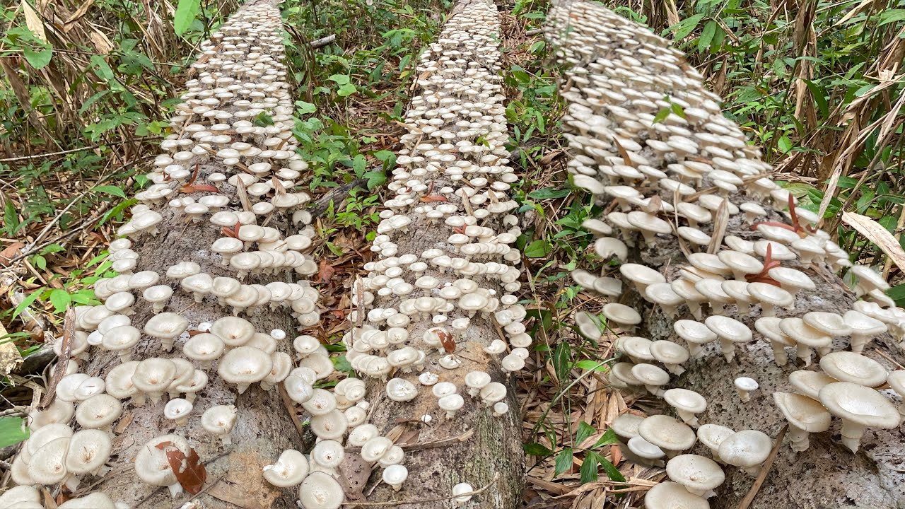 เกิดมาเพิ่งเคยเห็ดบดอลังการขอนจนพาบินหลายขนาดเกิดเต็มขอนบ้คิดบ้ฝันว่าจะเพ้อมีนีโชคดีสุดๆ16/4/66