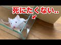 もうすぐエサになる瀕死のマウスを水槽に入れると...