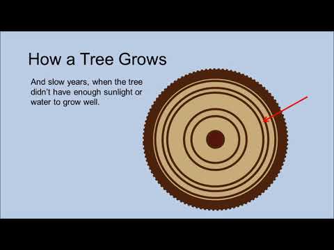 How a Tree Grows