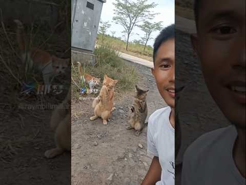 kucing kicau mania #kucing #kicaumania #kucinglucu #kucingkampung #kucingjoget