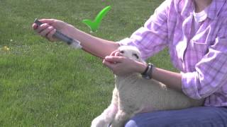 Tube Feeding Young Lambs and Kids  AS613VW