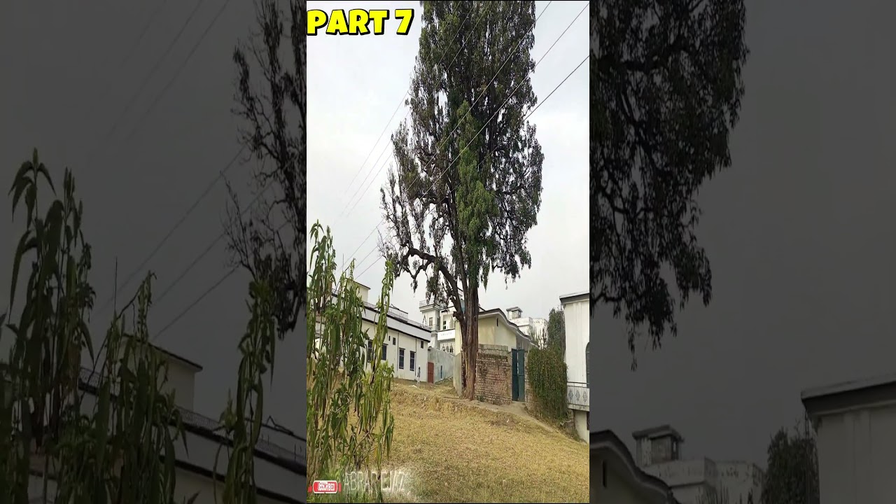 Village Jungle Tour | Childhood Memories Aunty Home and Wood Cutting