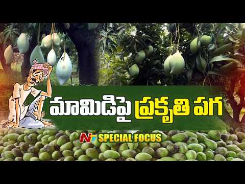 రాలిన కాయ.. రగిలిన గుండె.. అకాల వర్షం మిగిల్చిన ఆవేదన | Mango Farmers Problems | Special Focus | NTV - NTVTELUGU