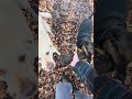 Birthday Playtime with a beaver hewn log