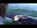 The Friendly Whales of San Ignacio- mating and kissing on Valentines Day