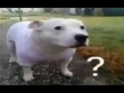 Dog Huh Meme