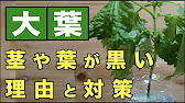 大葉 葉や茎が黒くなるのはなぜ 原因と対策 Youtube