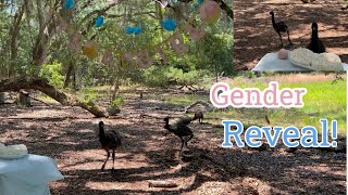 EMU GENDER REVEAL PARTY!
