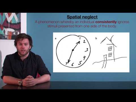 VCE Psychology: Spatial Neglect