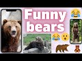 Funny Bears acting SILLY Compilation