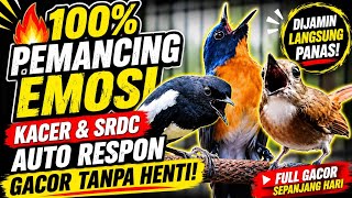 TLEDEKAN GUNUNG FULL ISIAN PANCING EMOSI KACER DAN SRDC