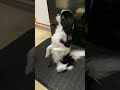 Japanese Chin sitting up