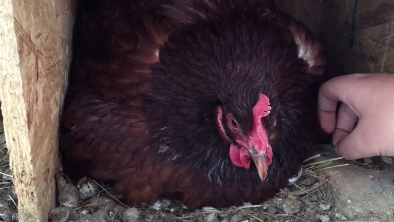 Perch's chicks are hatched! Quick update YouTube