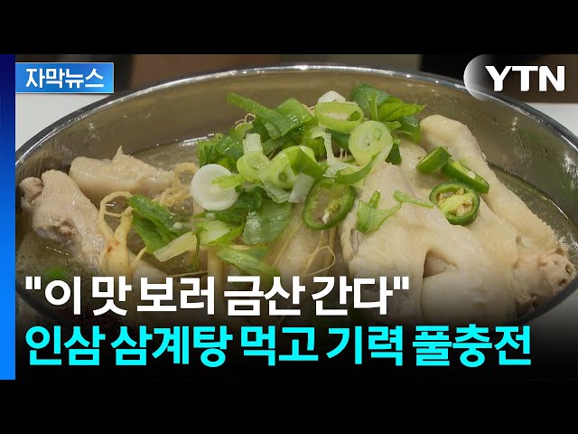 [자막뉴스] 초복엔 역시 삼계탕?...금산 인삼으로 완성한 '보양 한 그릇' / YTN