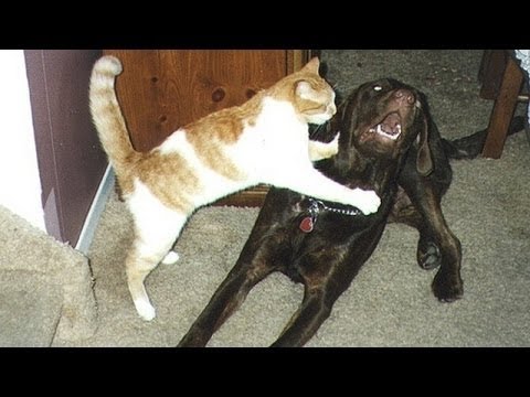 Video: Hjärtmask Hos Hundar, Katter Del II: Fördelar Och Problem Med Läkare