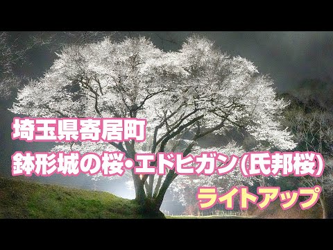 埼玉県寄居町・鉢形城の桜・エドヒガン(氏邦桜)・ライトアップ