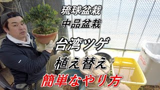 Extremely Rare] What is the appeal of Taiwan Boxwood, a rare