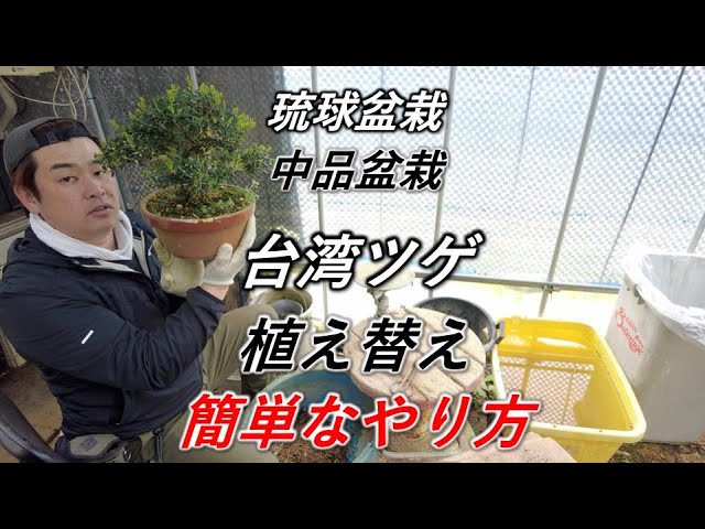 沖縄産　台湾ツゲ 台湾ツゲ盆栽の作り方2[3] - YouTube