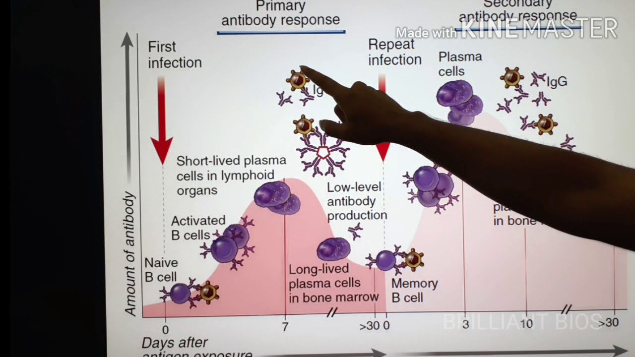 "Differences Between Primary & Secondary Immune Response" Immunology
