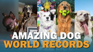 6 Amazing Dog World Records | Talkin' Dogs by Continental Kennel Club, Inc. 225 views 1 year ago 3 minutes, 54 seconds