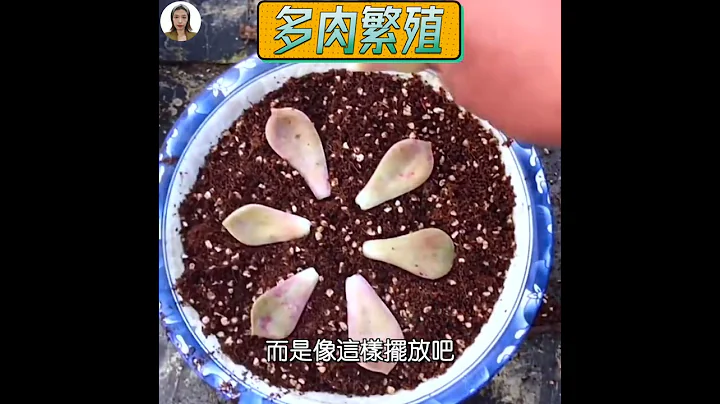 多肉植物繁殖，多肉植物葉插#多肉植物#succlents#多肉植物繁殖#花花世界#shorts - 天天要聞