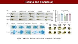 iMeta | KLC1 as a regulator of mitophagy in non-syndromic cleft lip with or without palate