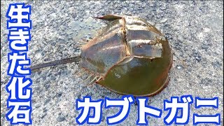 キス、マゴチ釣りリベンジに行ったら意外なものがいた！