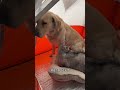 The Heartwarming Journey of a Prodigal Son &amp; His Pets